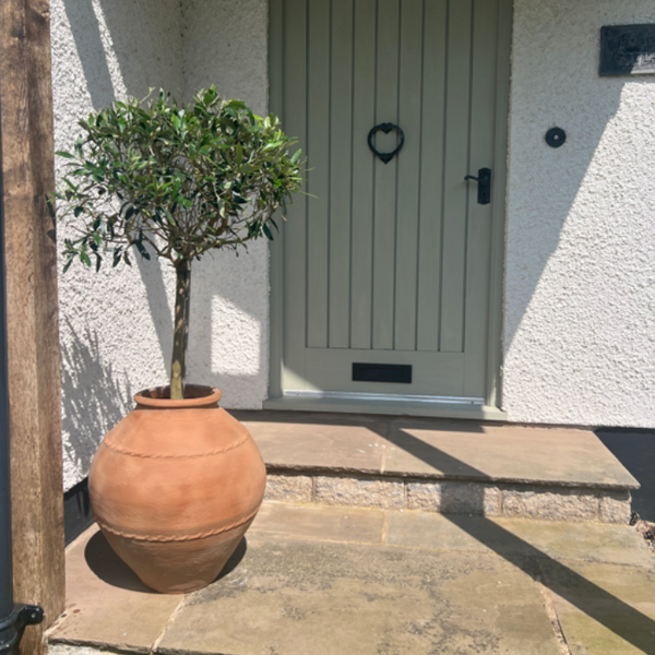 How to Pot an Olive Tree