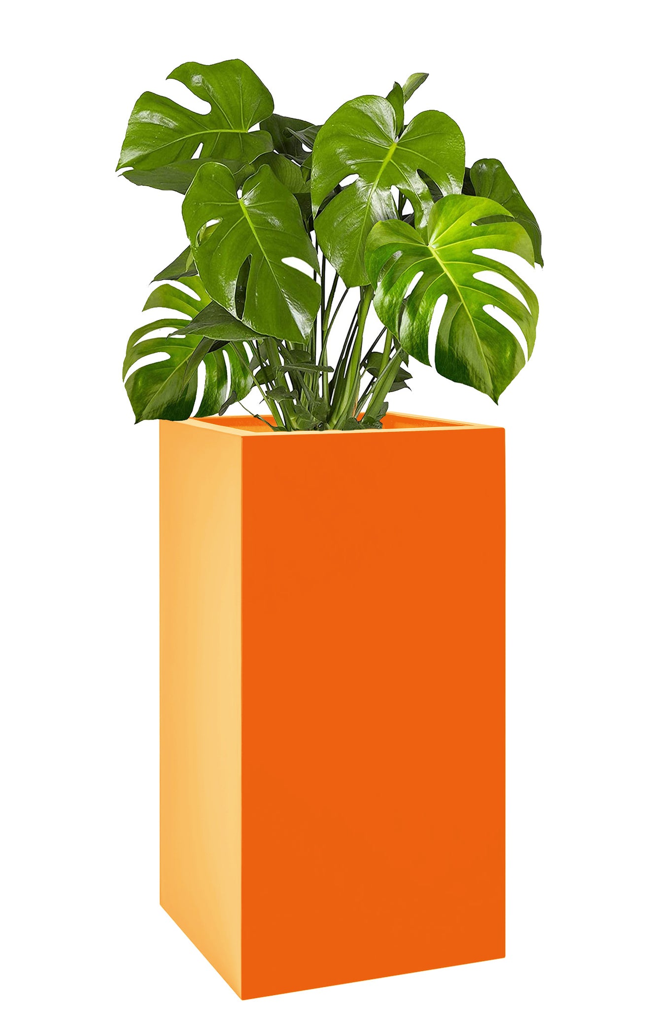 tall plants for pots uk Tall Square Planters